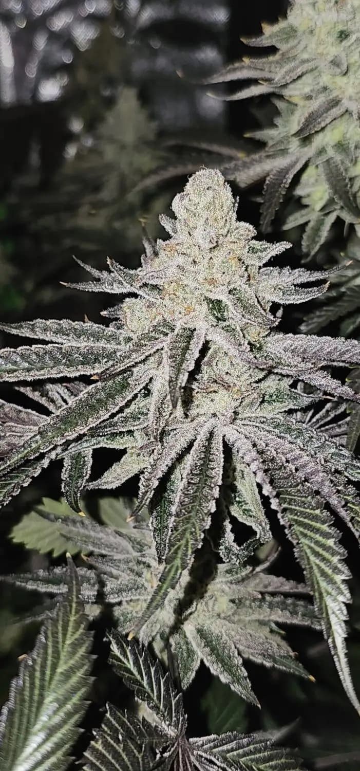 Aurelium