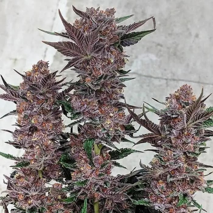Dosi Pie