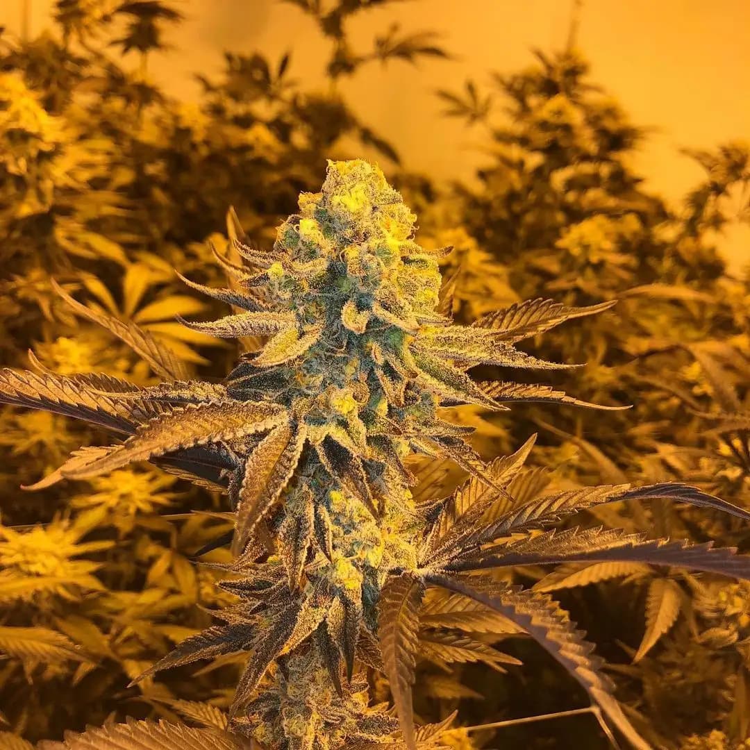 Dirty Banana