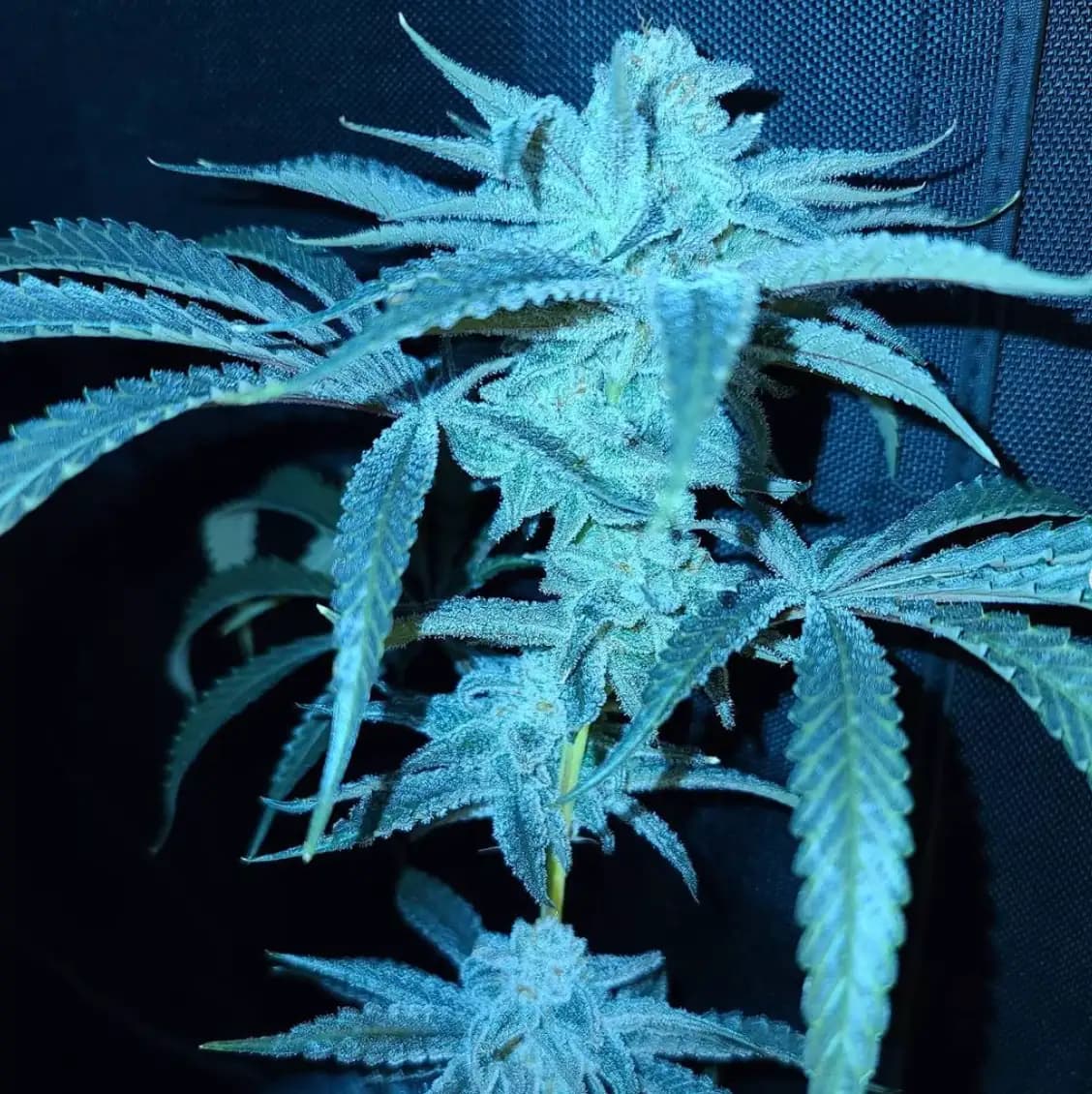Loud Cake