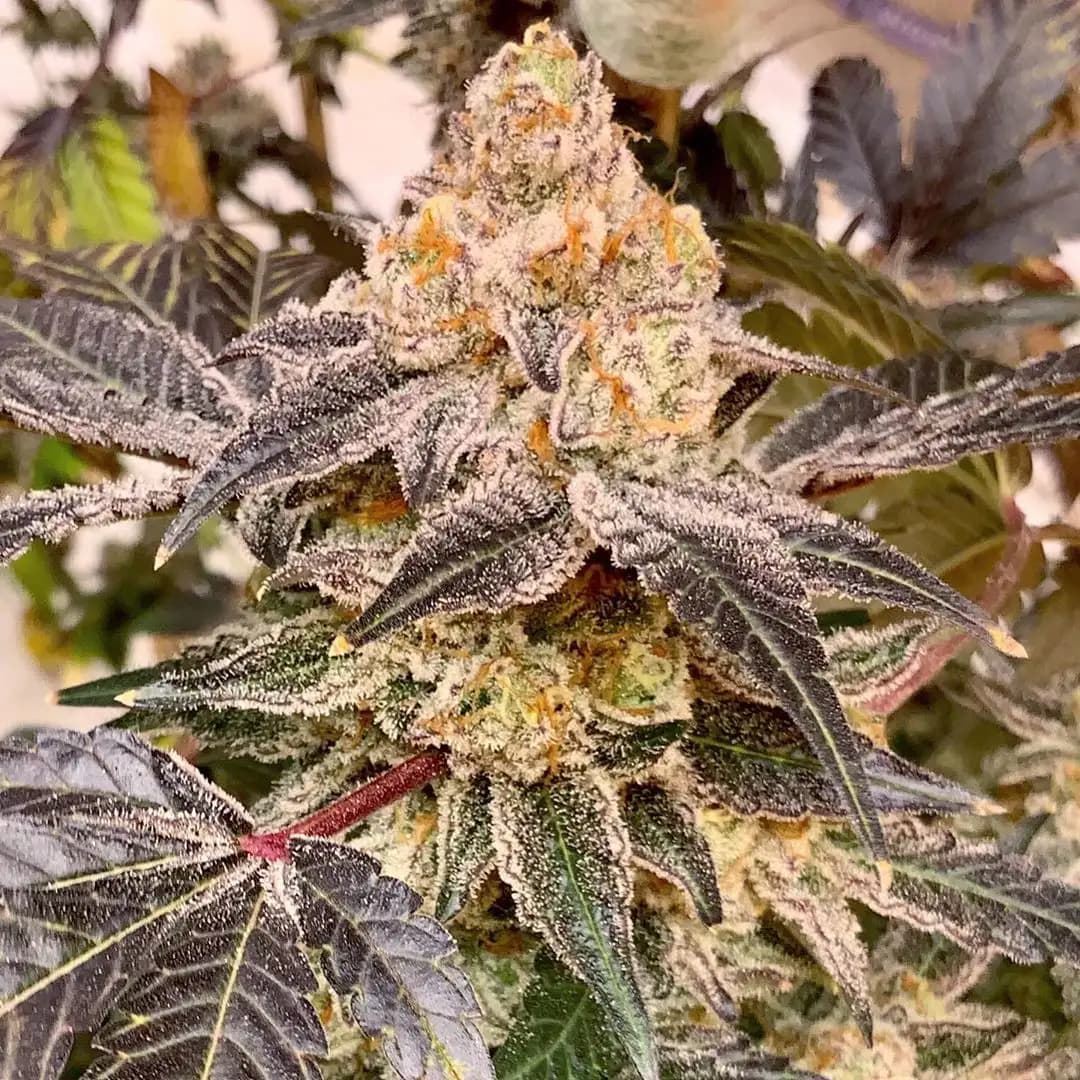 Platinum Gushers