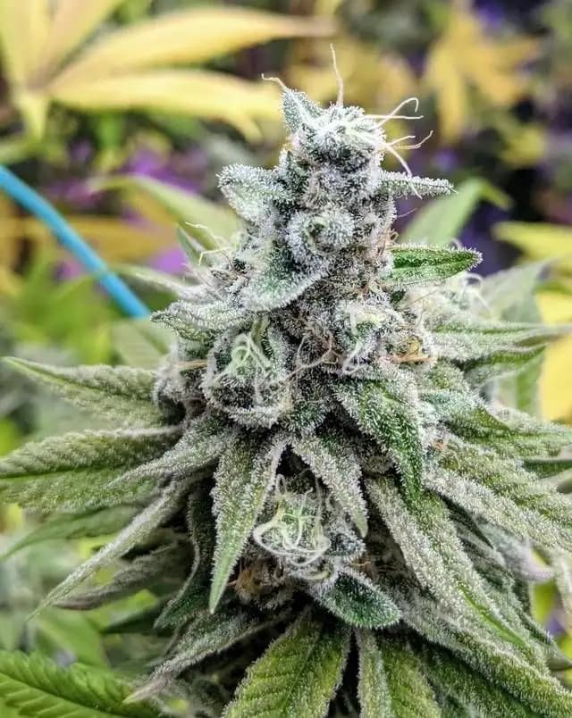 Dual Og