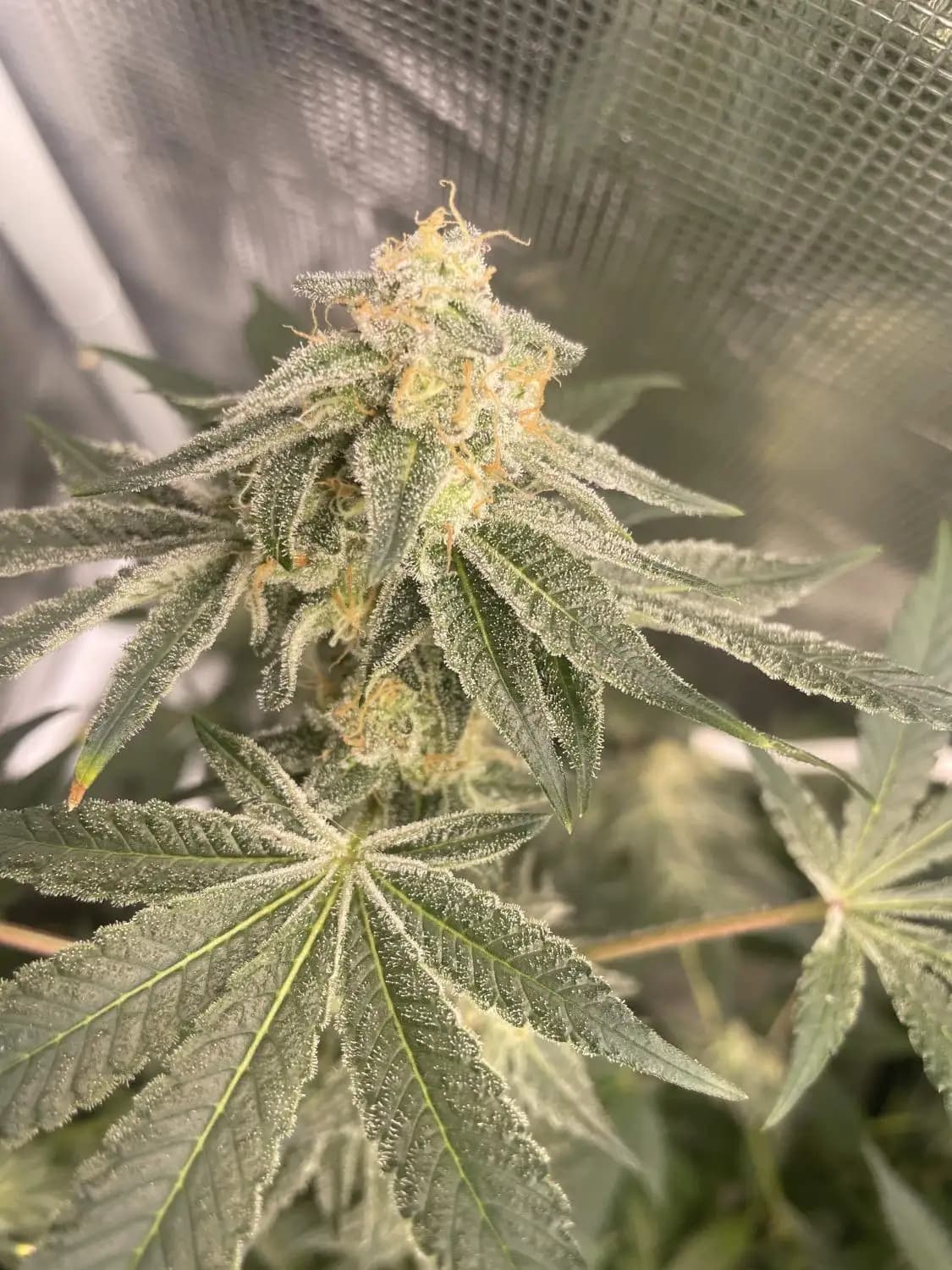 Frozen Gelato