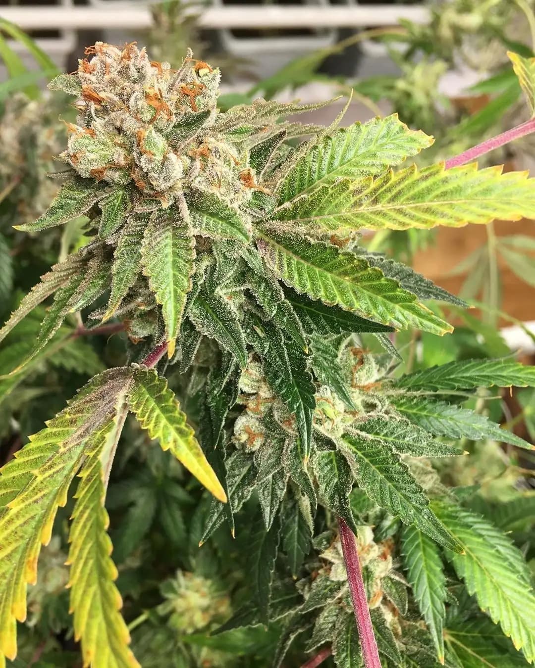 Lemon Crippler