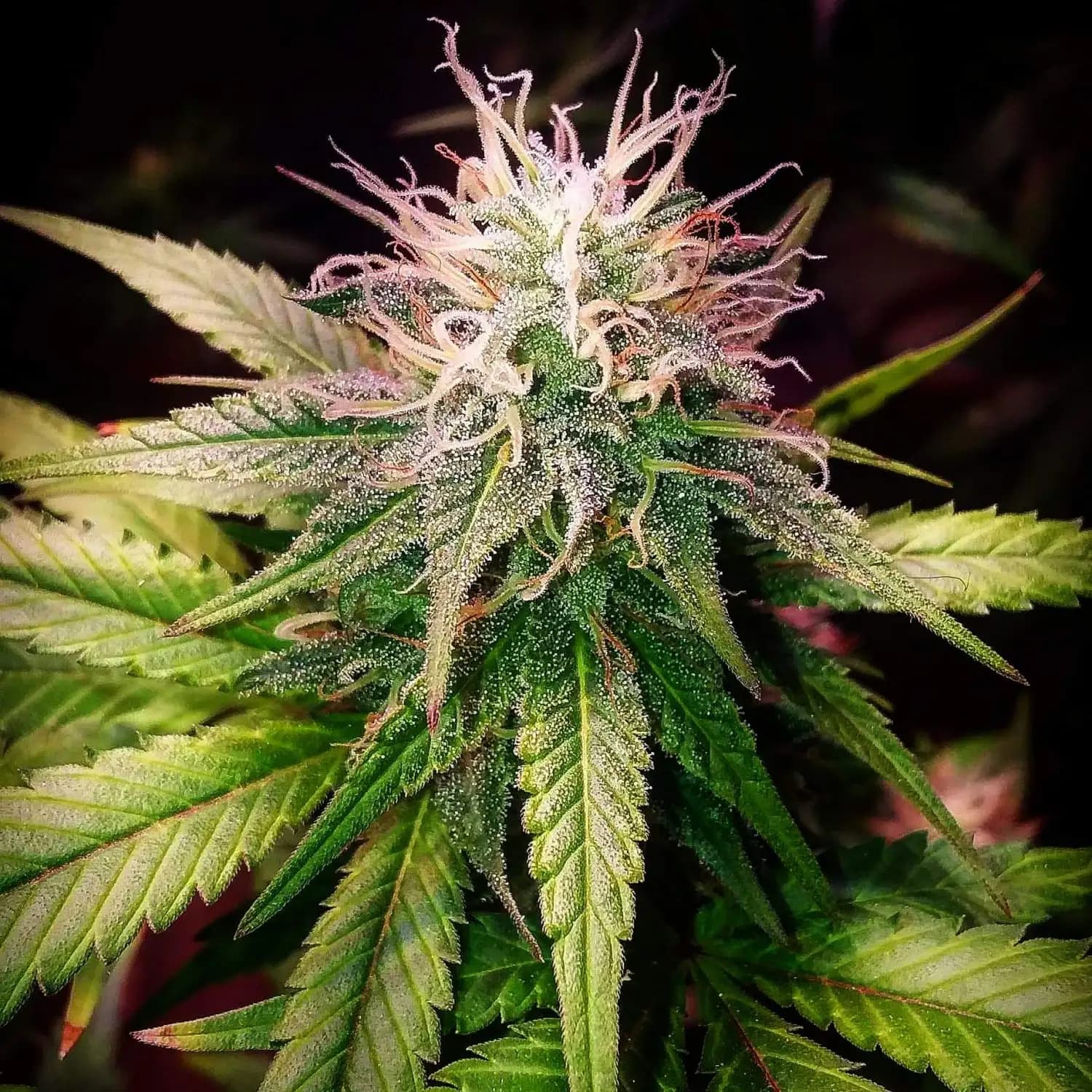 Mango Og