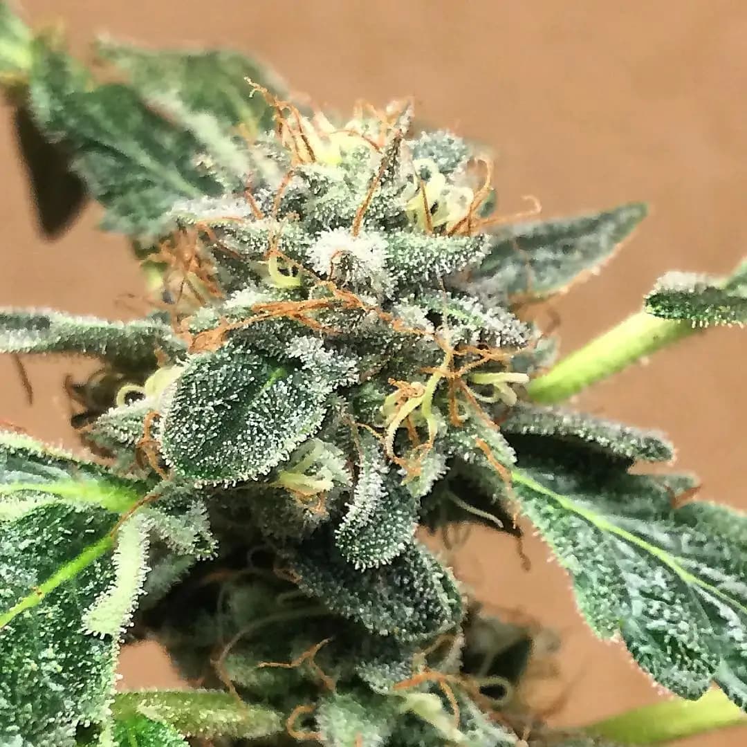Mendo Cream