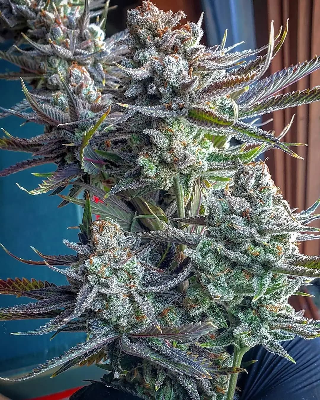 nitro cookies