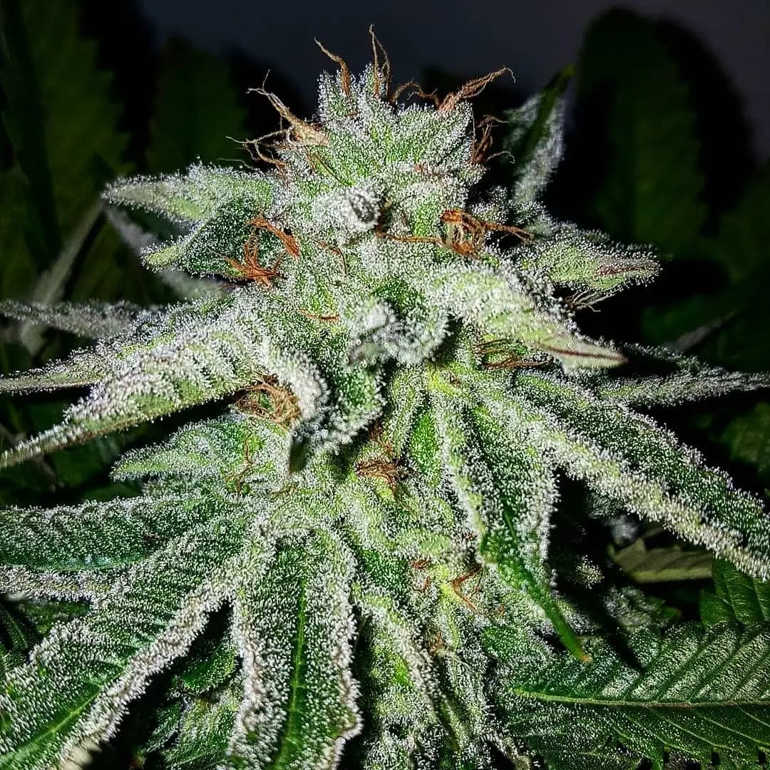 Platinum Purple Hulk