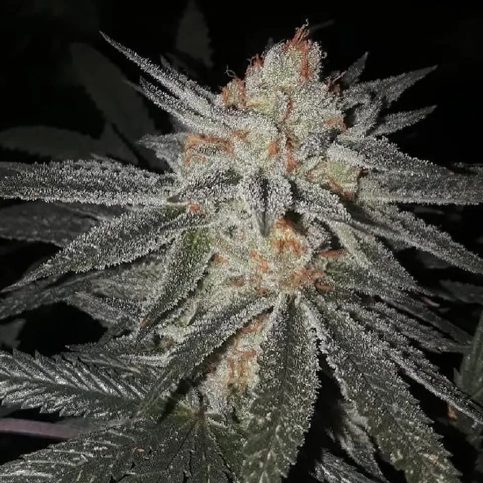 Platinum Scout V2