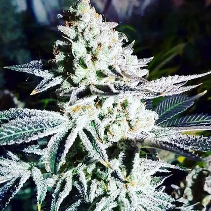 Rainbow Cookies