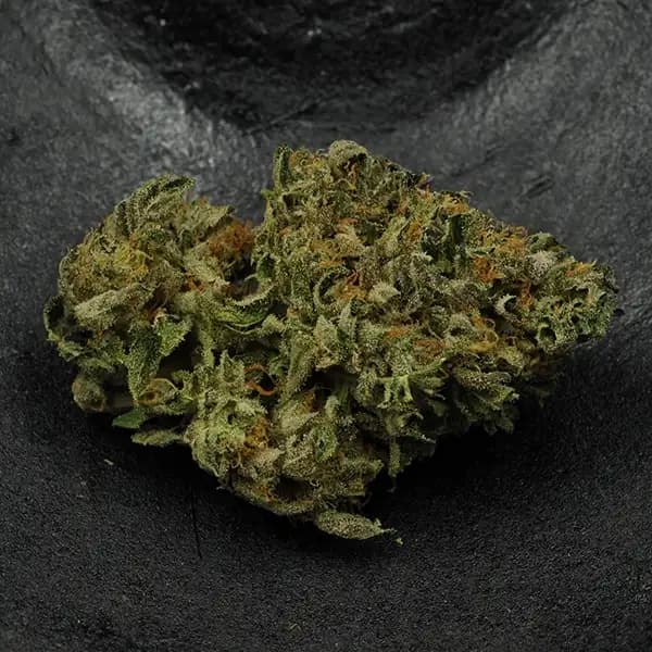 gelato 45
