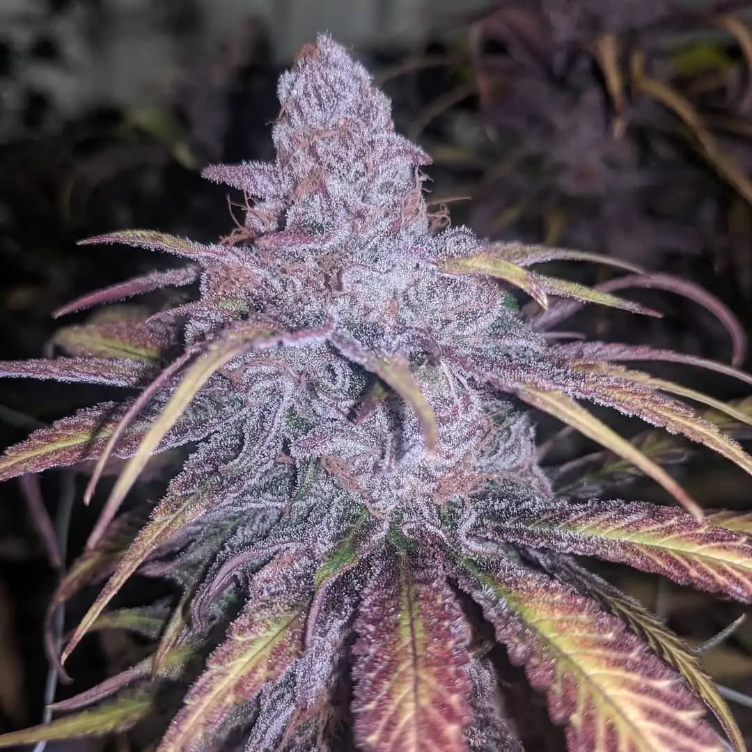 black cherry punch