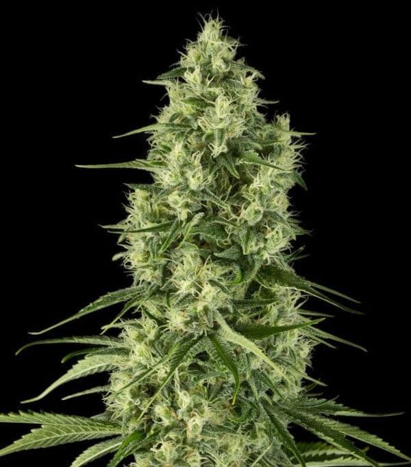 Santa Sativa