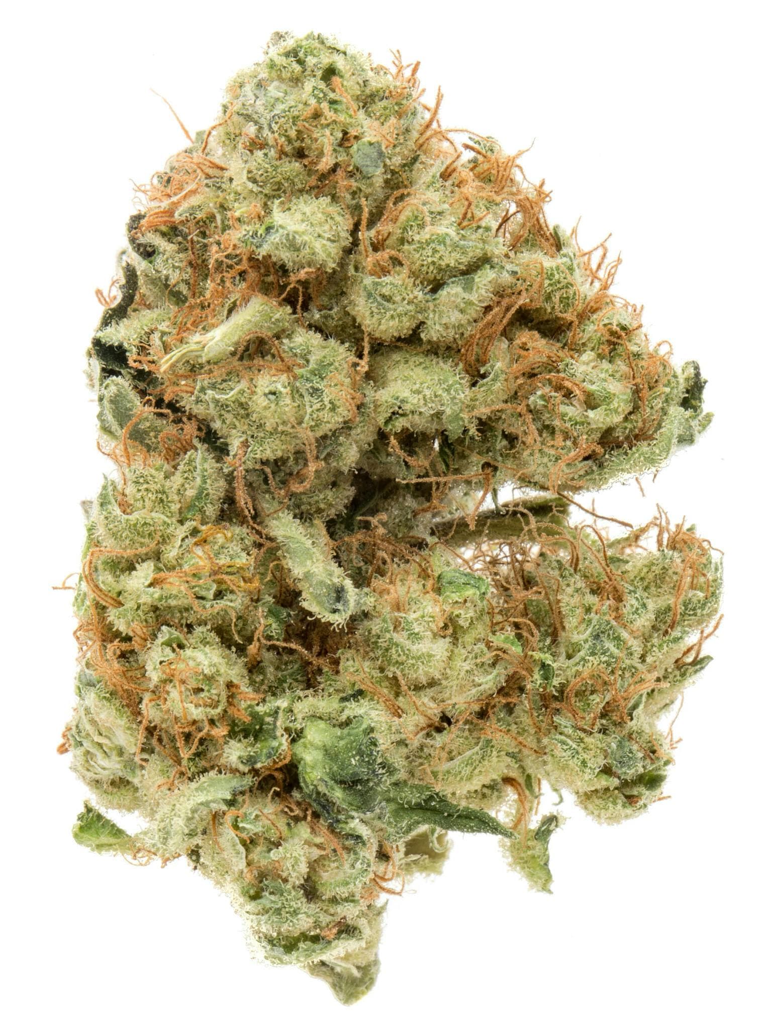purple panty dropper