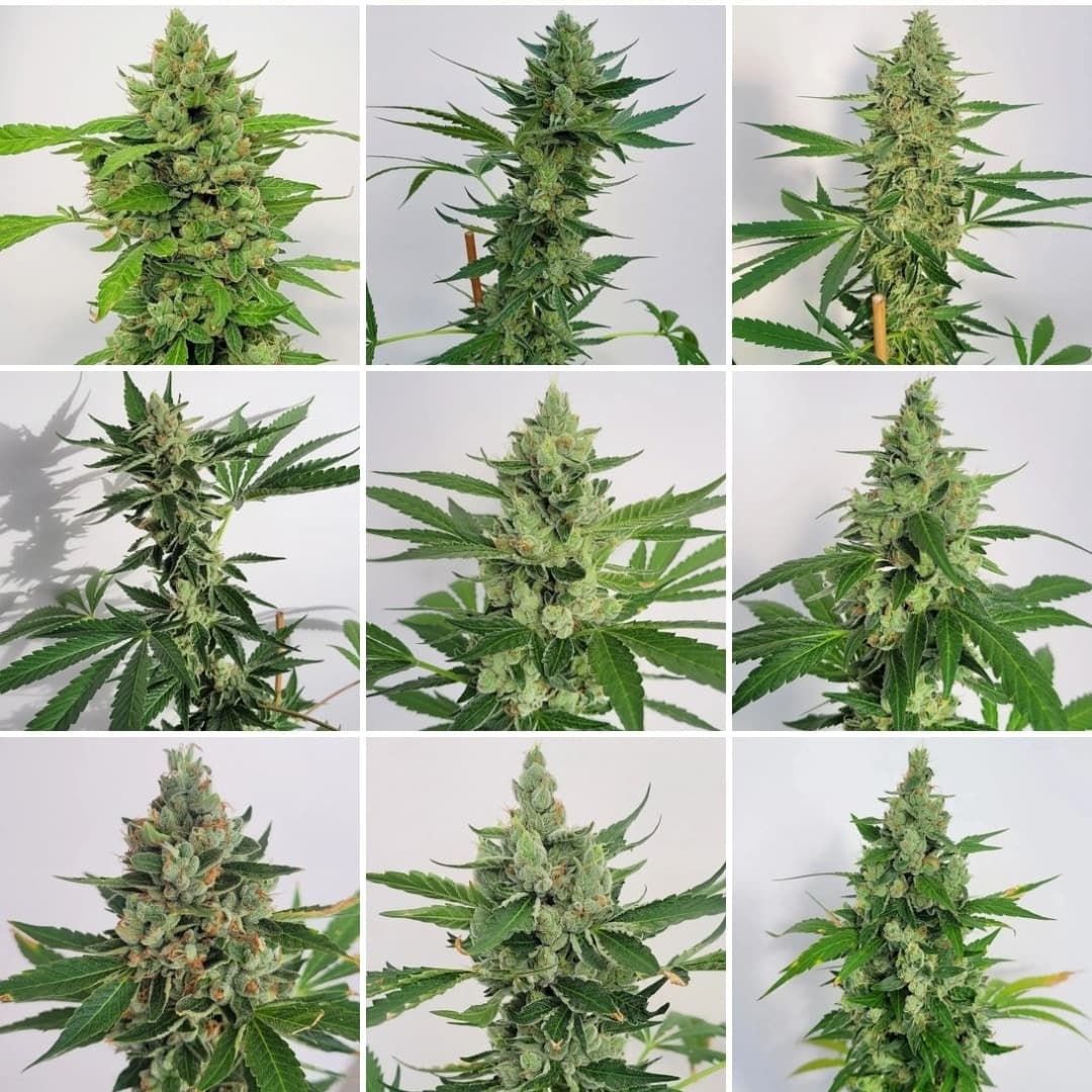 royal kush x skunkdog bx1