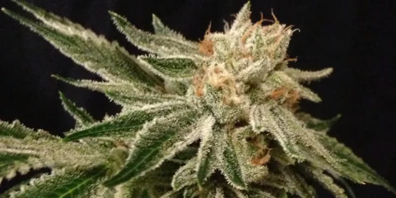 after life og
