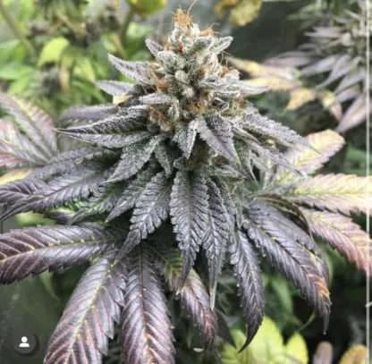 blubba kush