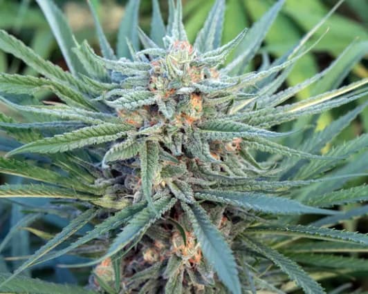 blue dream f3