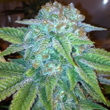 blue lavender