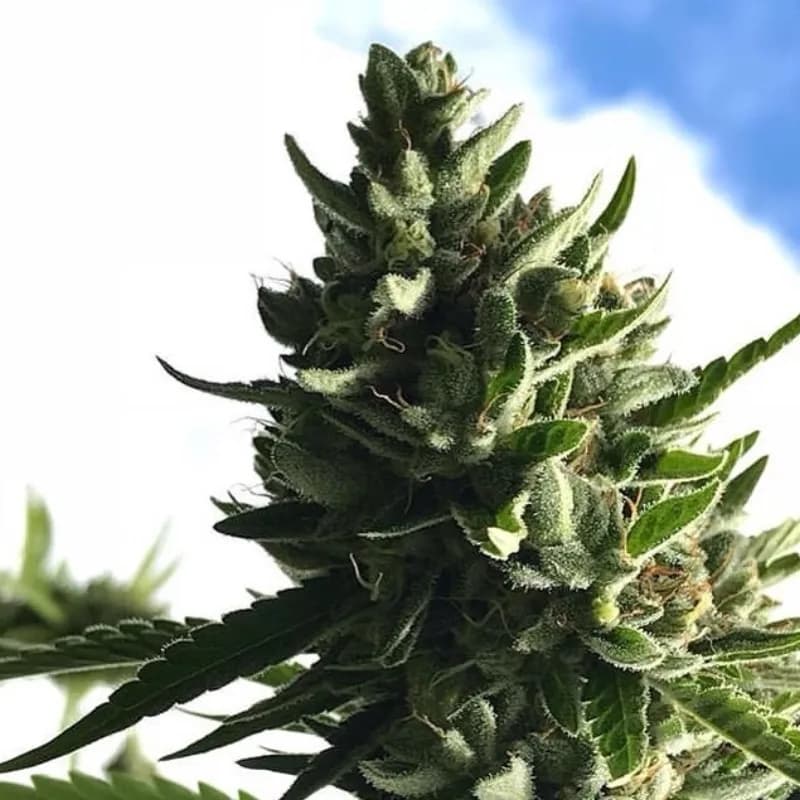 goji og