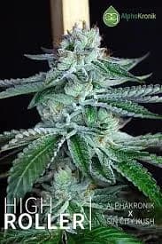 high roller