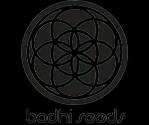 Bodhi Seeds