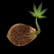 Emerald Triangle