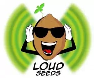 Loud Seeds