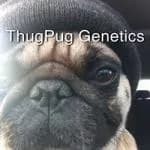 ThugPug Genetics