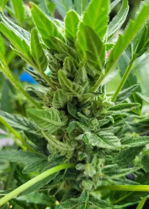 Bubba Kush x Gelato Fem