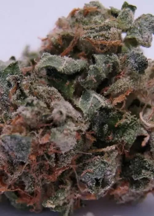 707 headband