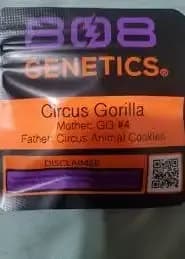 Circus Gorilla