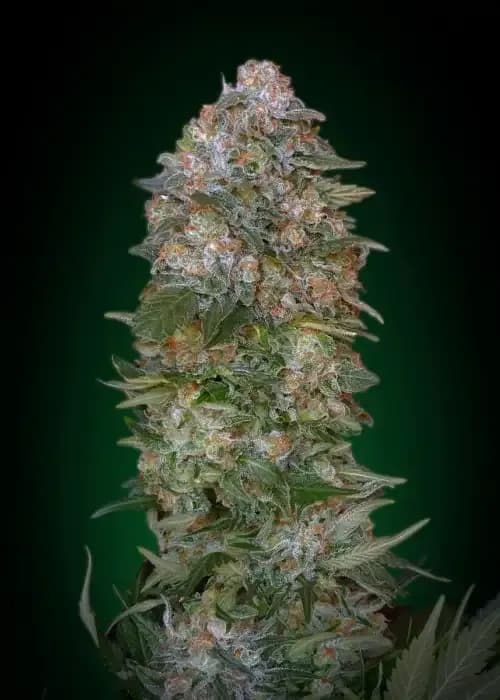 auto critical soma
