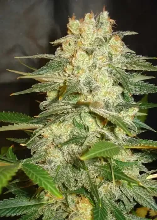 afgan kush ryder