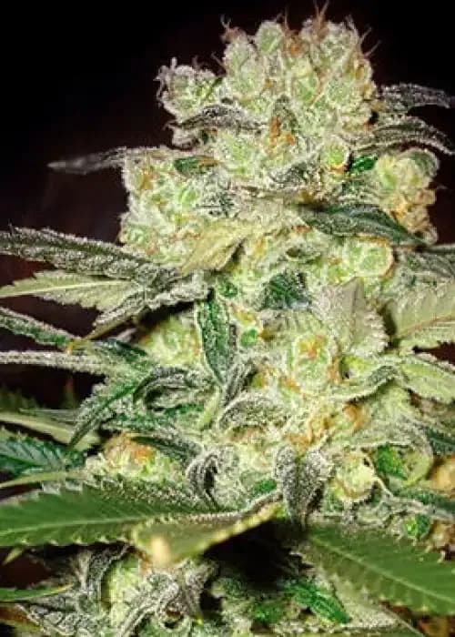 afgan kush x white widow