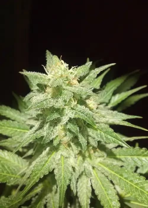 afgan kush