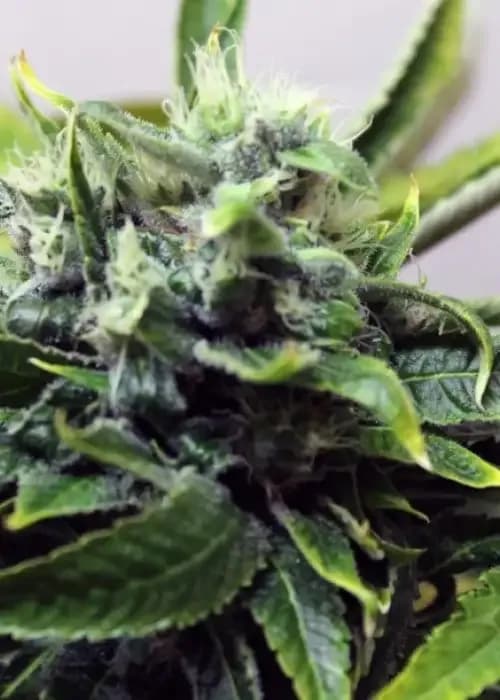 Afgan Storm Auto