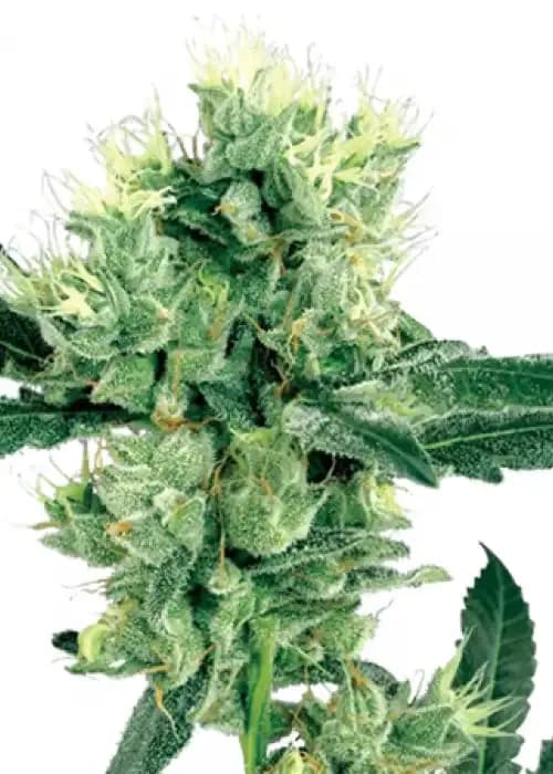 Afghan
