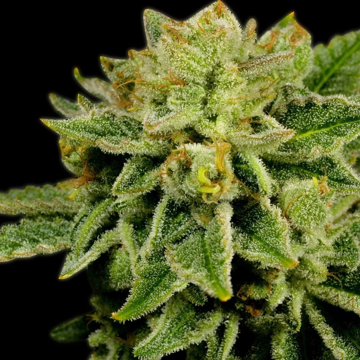 afghan kush