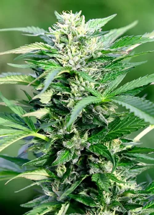Ak 47 Xl