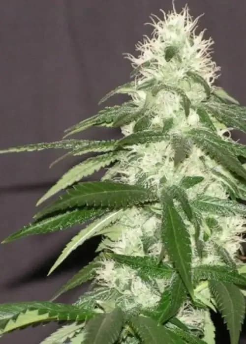alien cookies