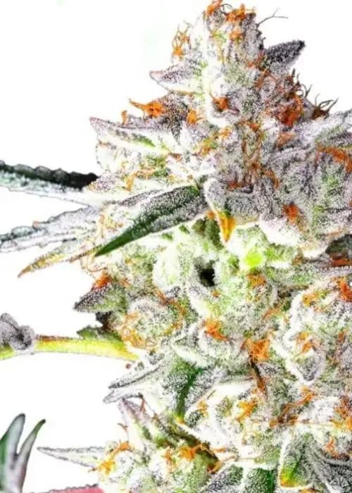 zookies