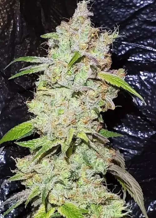 Galactic Glue