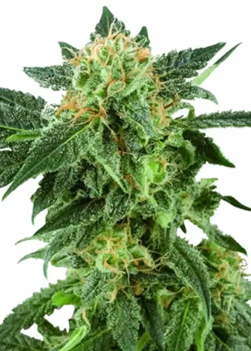 American Haze
