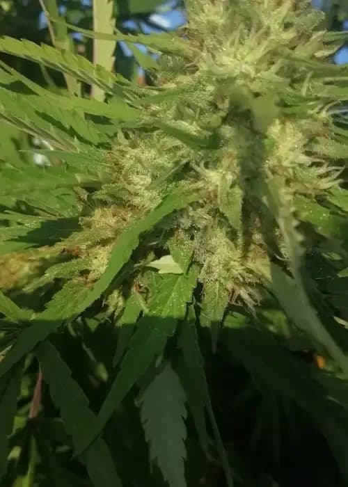 Amnesia Haze Original