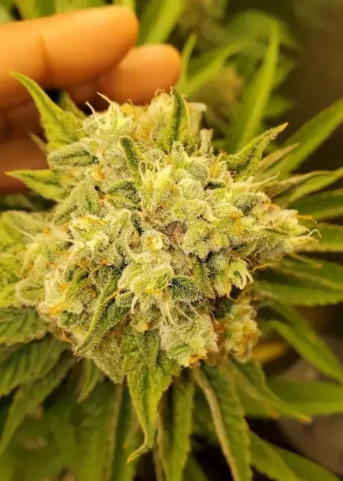 Amnesia X Dosidos 18