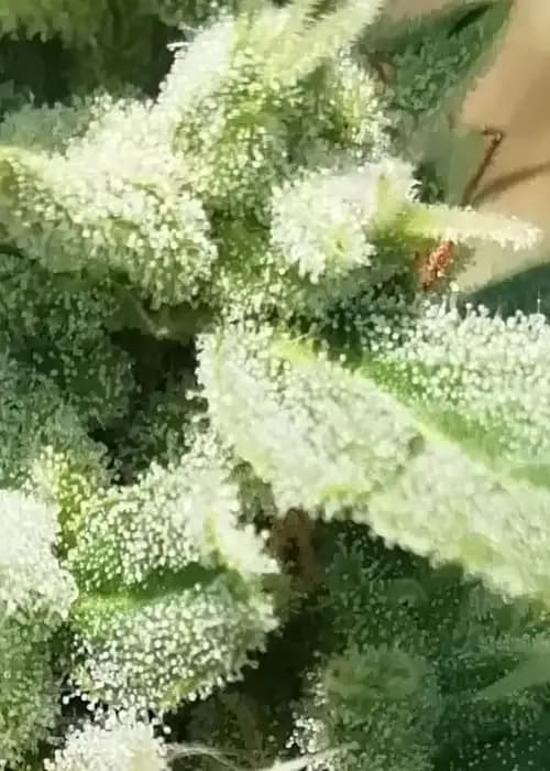 Amnnesia Haze Automatic