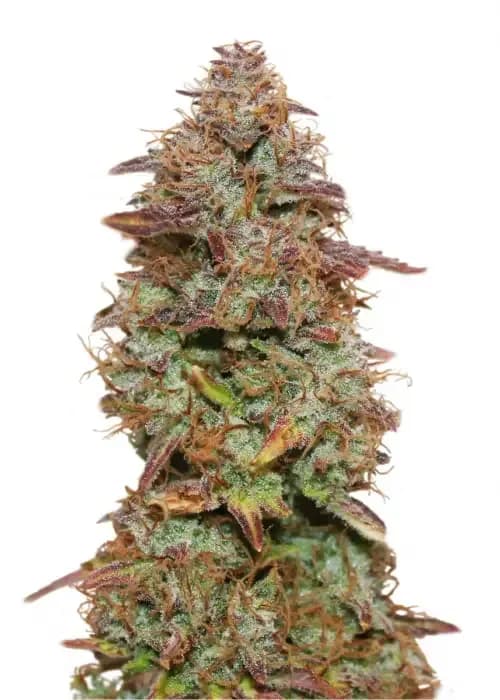 Exotic Purple