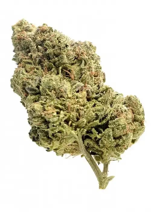 skyrocket