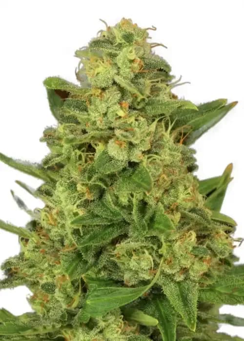 candy kush